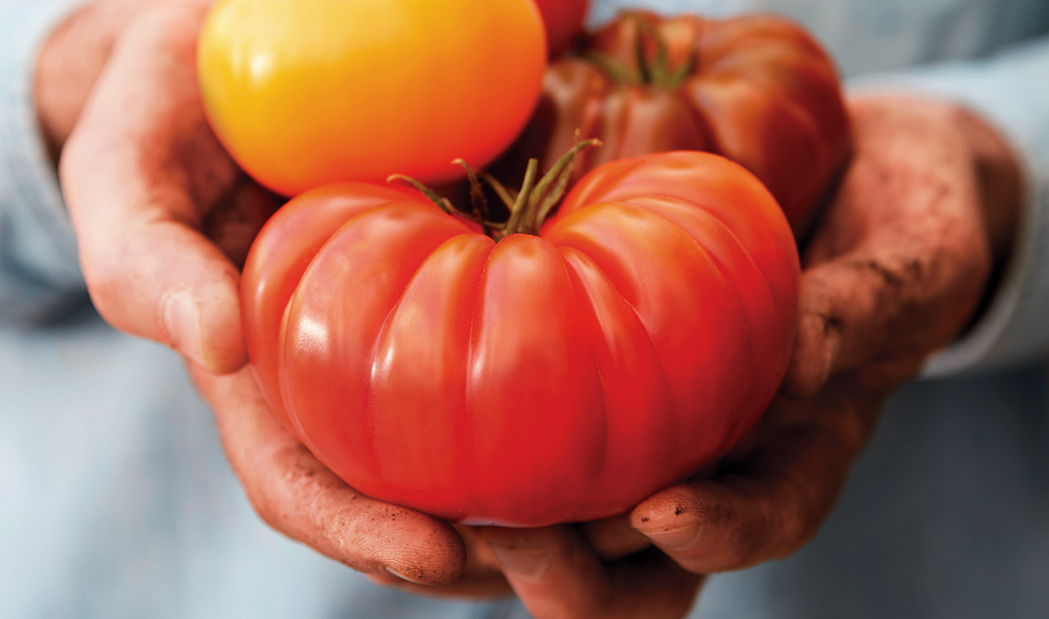 Everything You Need to Know About Tomatoes