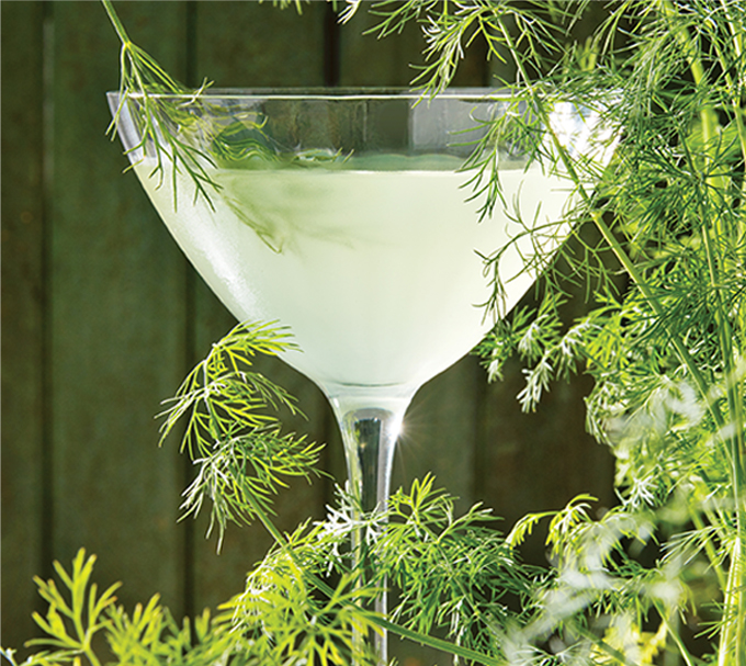 Martini parfumé à l'aneth et au concombre