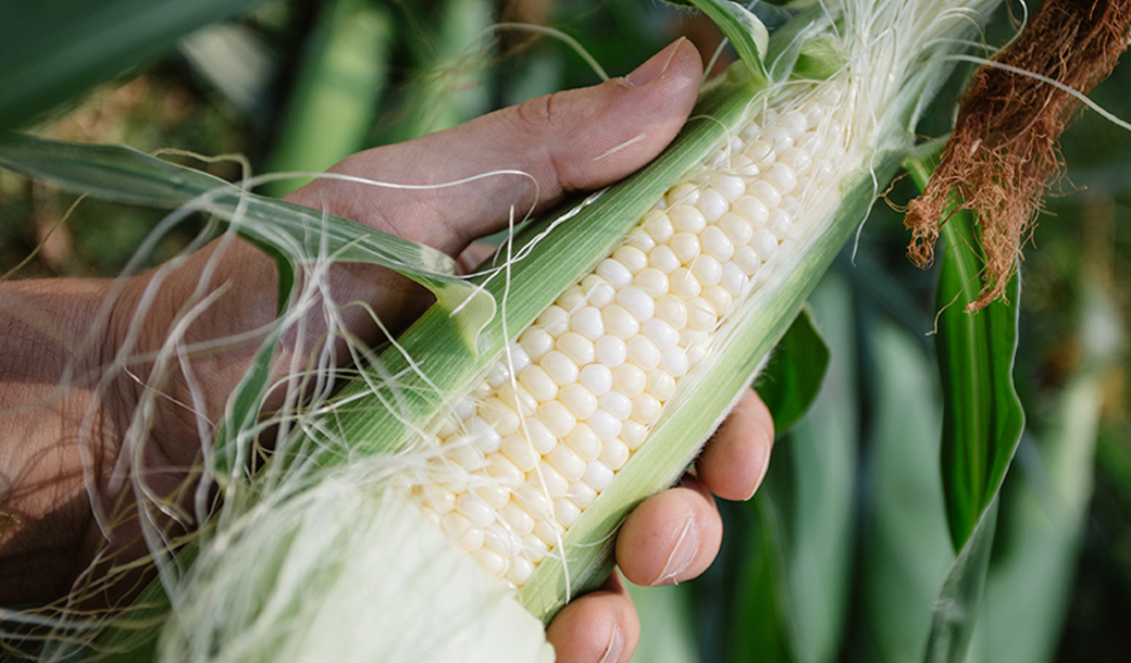 Fresh Local Corn: How to Prep, Serve and Pair