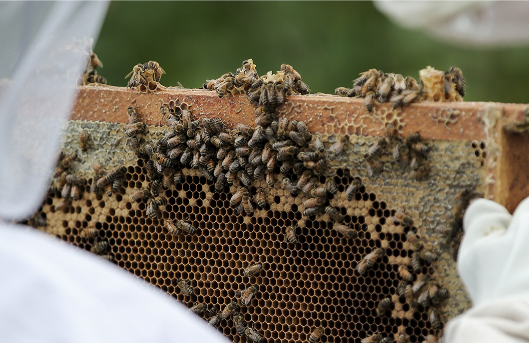 ÉPISODE 2 : Abeilles, fromage et expertise brassicole