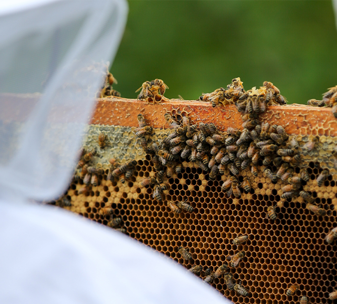 ÉPISODE 2 : Abeilles, fromage et expertise brassicole