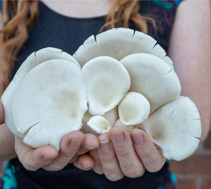 3. Marché et café The Island Jar + Heartwood Mushrooms