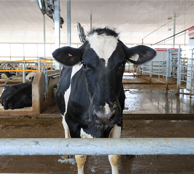 3. Sheldon Creek Dairy