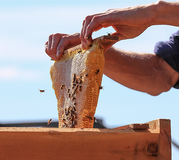 2. Entreprise d’apiculture Humble Bee