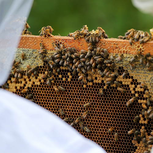 ÉPISODE 2 : Abeilles, fromage et expertise brassicole