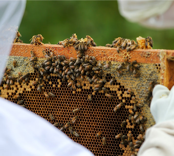 2. NIAGARA: BEES, CHEESE & BREWING EXPERTISE