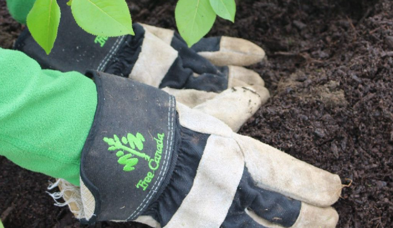 Une personne portant des gants d’Arbres Canada plante un arbre dans le terreau.