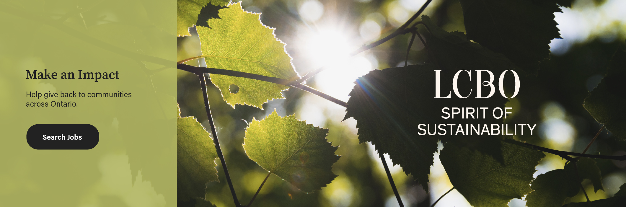 Picture of a tree branch with the sun beaming through the leaves.