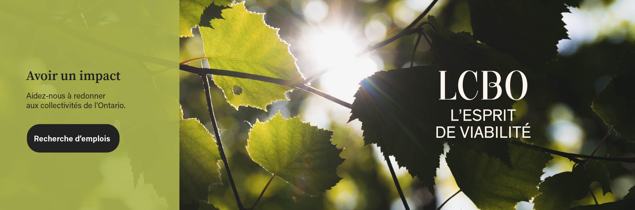 Image d’une branche d’arbre avec le soleil à travers les feuilles.