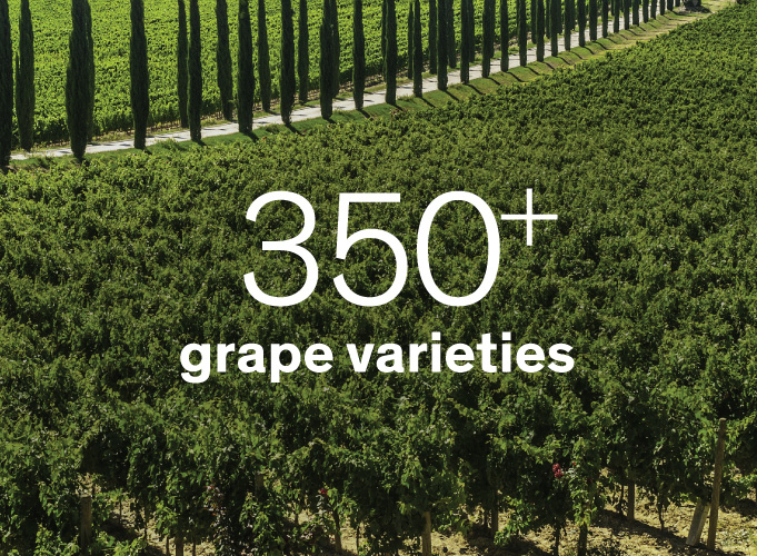 350+ Grape Varieties