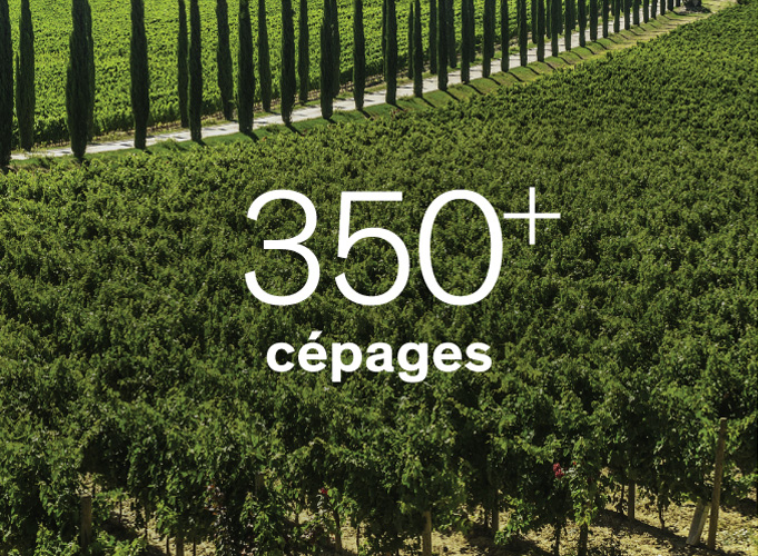 350+ cépages