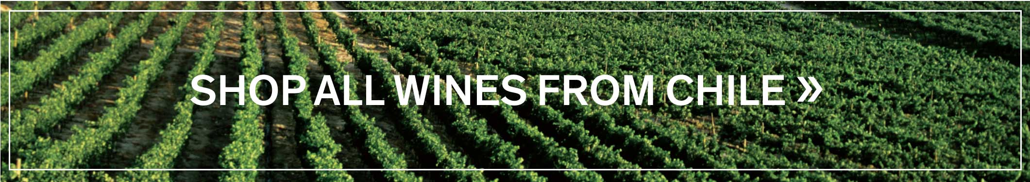 SHOP ALL WINES FROM CHILE