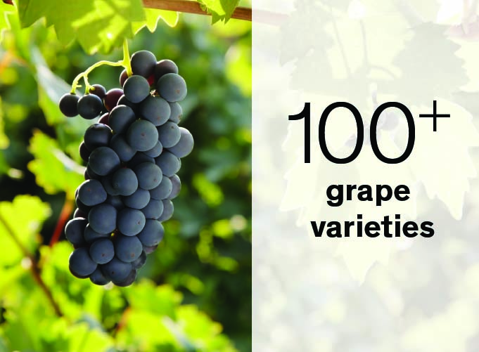 100+ grapes