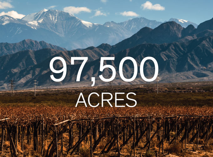 97 500 acres de vignobles