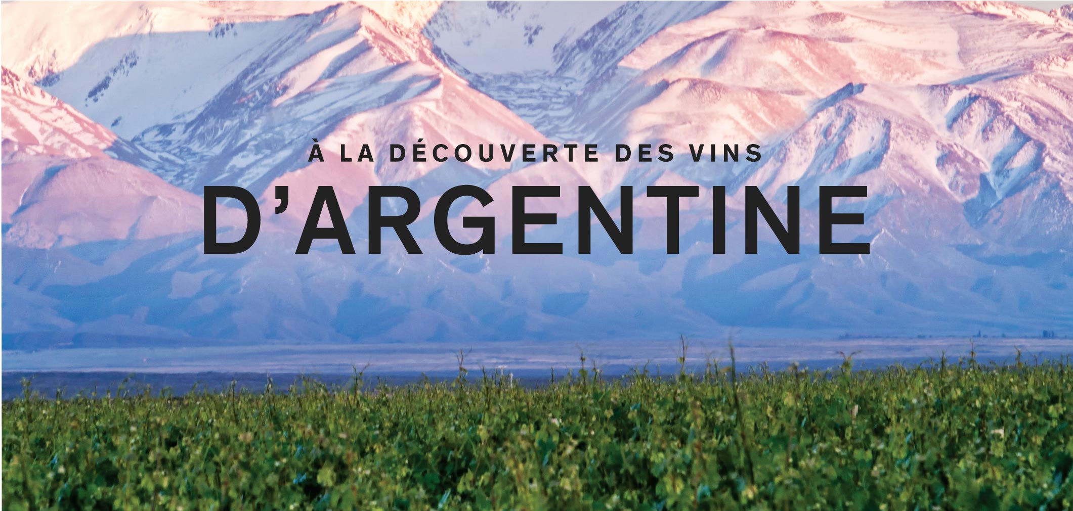 À la découverte des vins d'Argentine