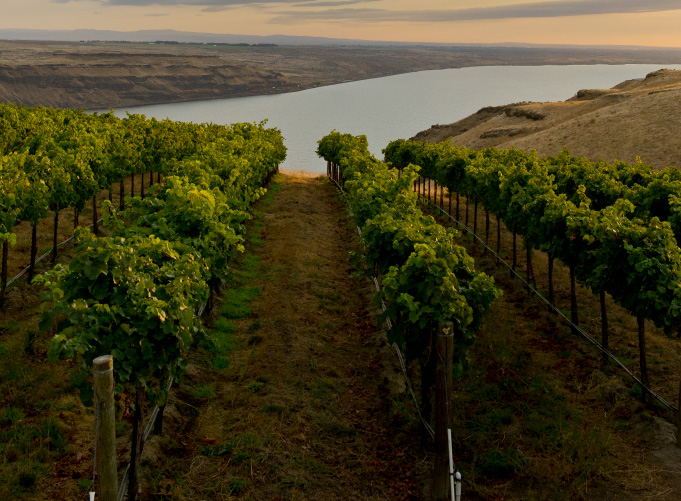 Image of vineyards and water