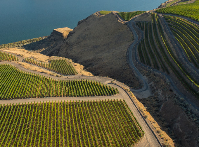 Image of vineyards