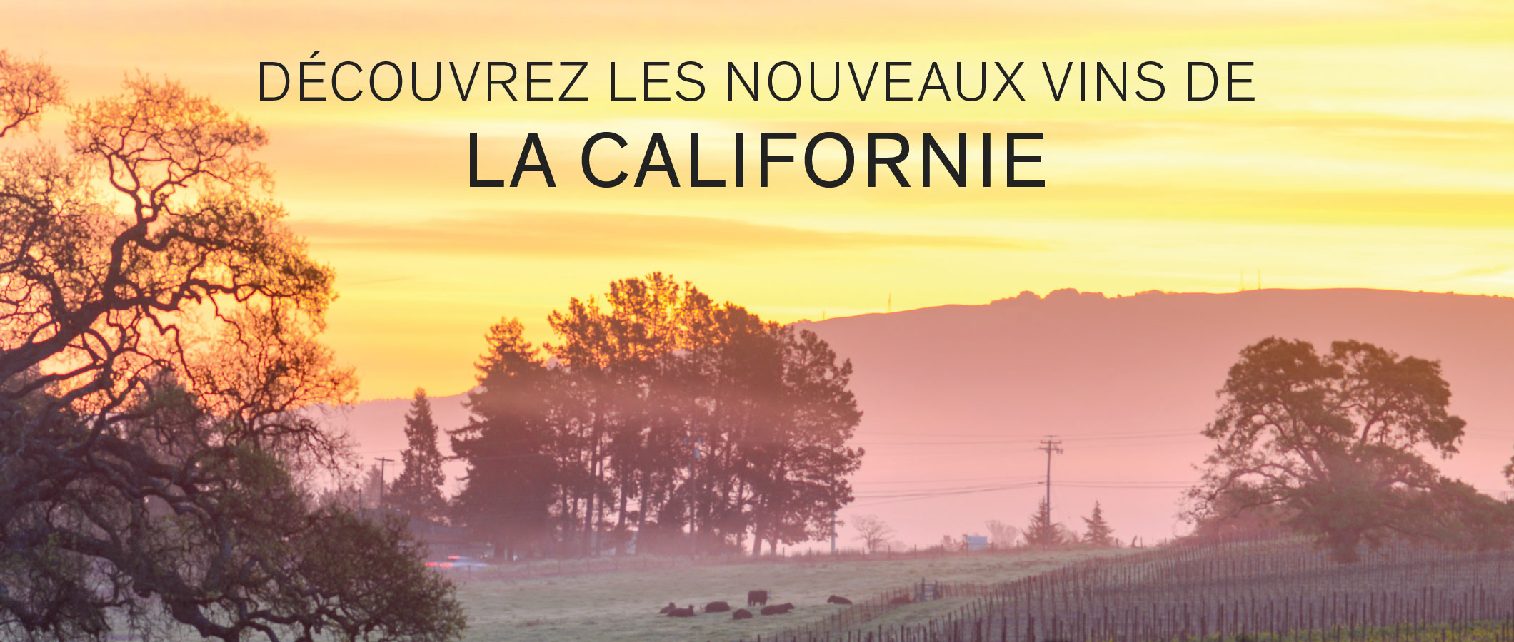 DÉCOUVREZ LES NOUVEAUX VINS DE LA CALIFORNIE