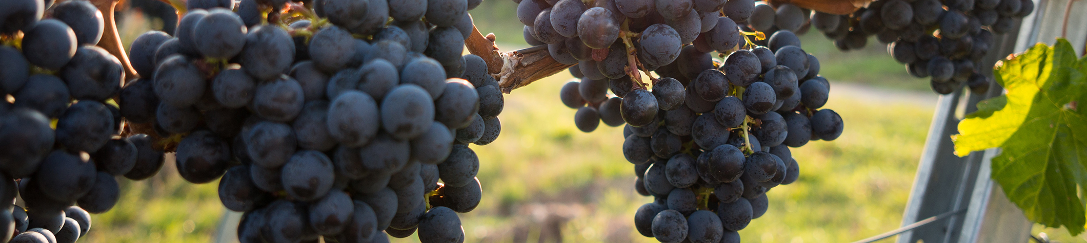 Vineyard grapes