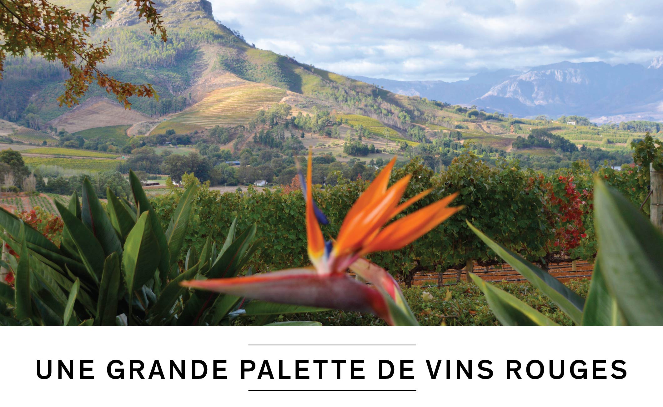 UNE GRANDE PALETTE DE VINS ROUGES