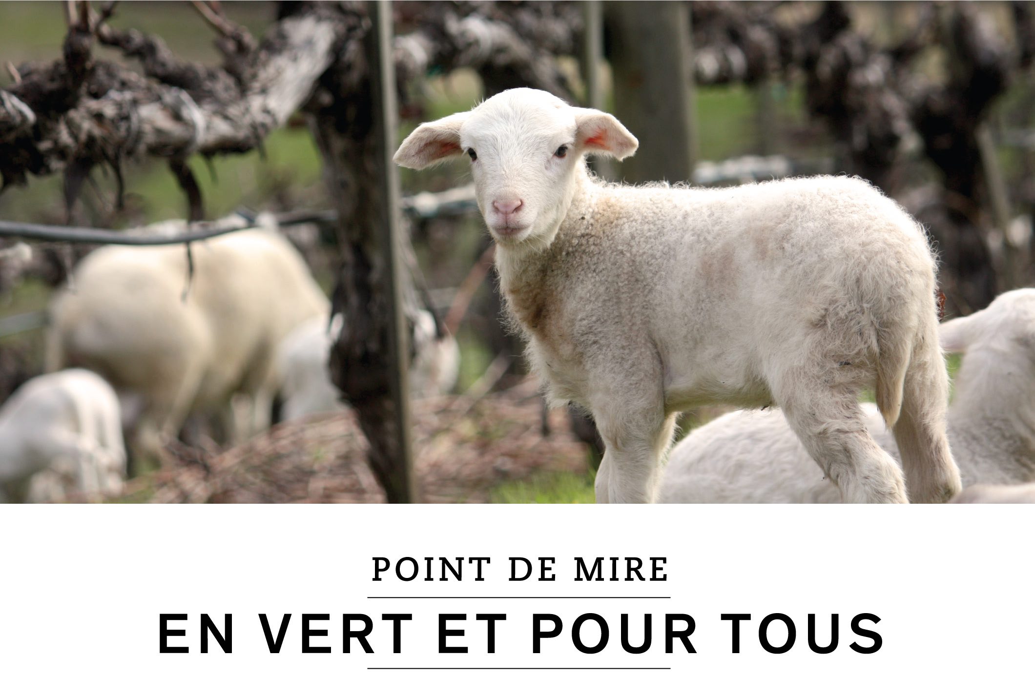 POINT DE MIRE : EN VERT ET POUR TOUS