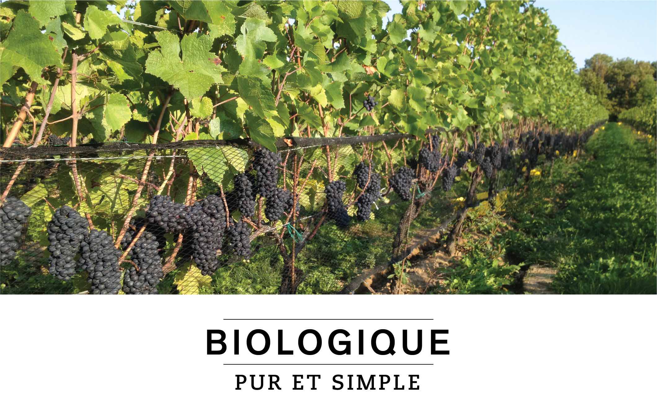 BIOLOGIQUE : PUR ET SIMPLE