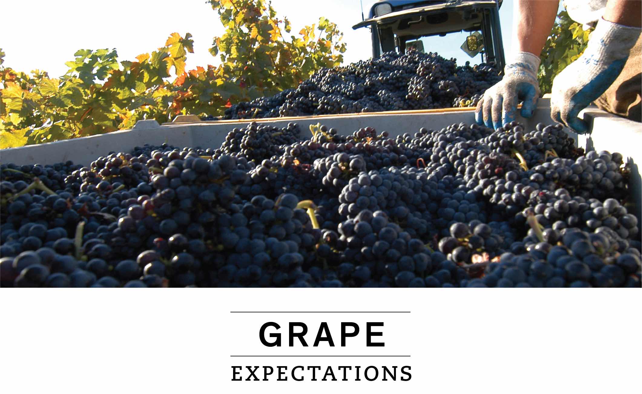 Grape Expectations