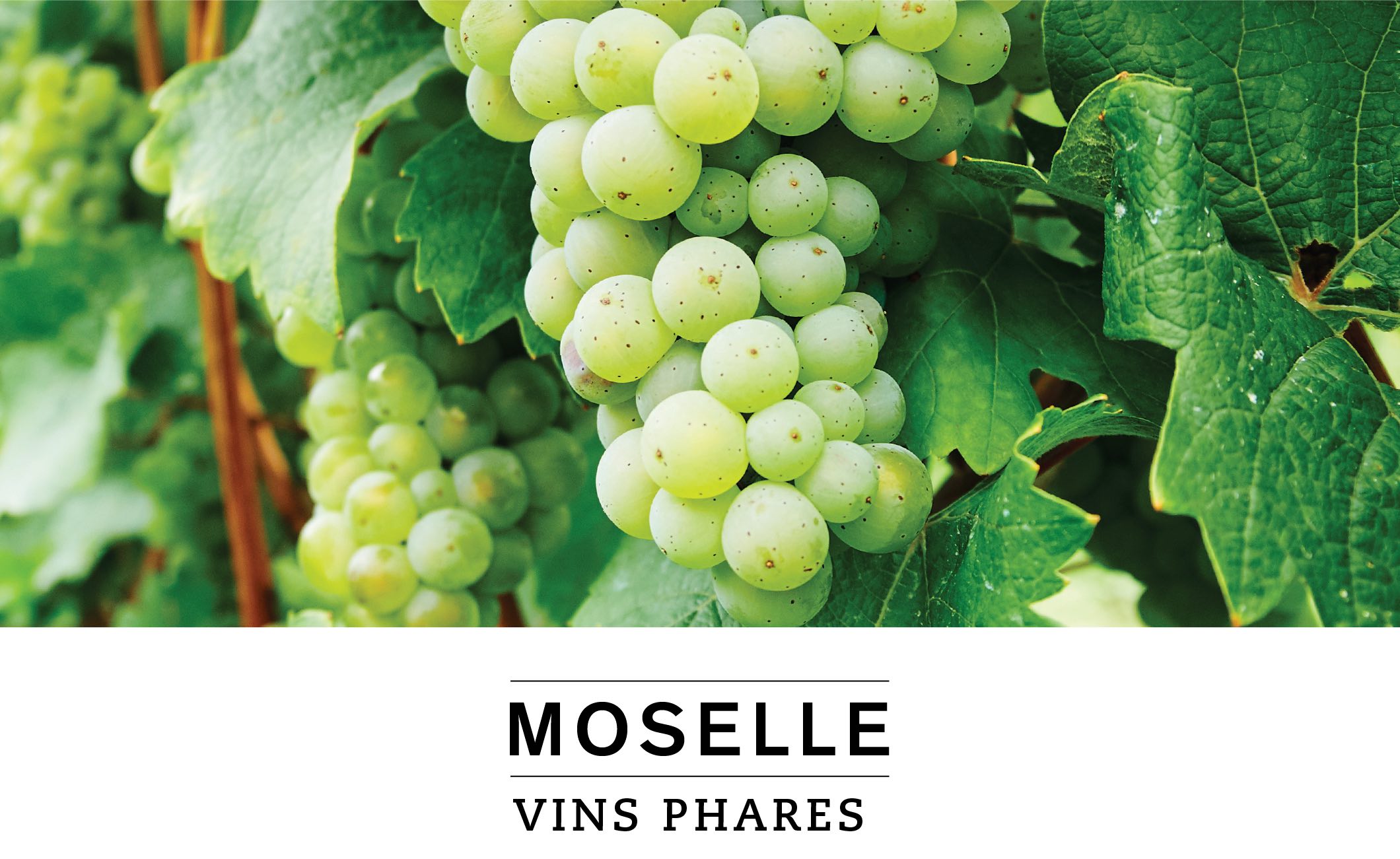 MOSELLE VINS PHARES