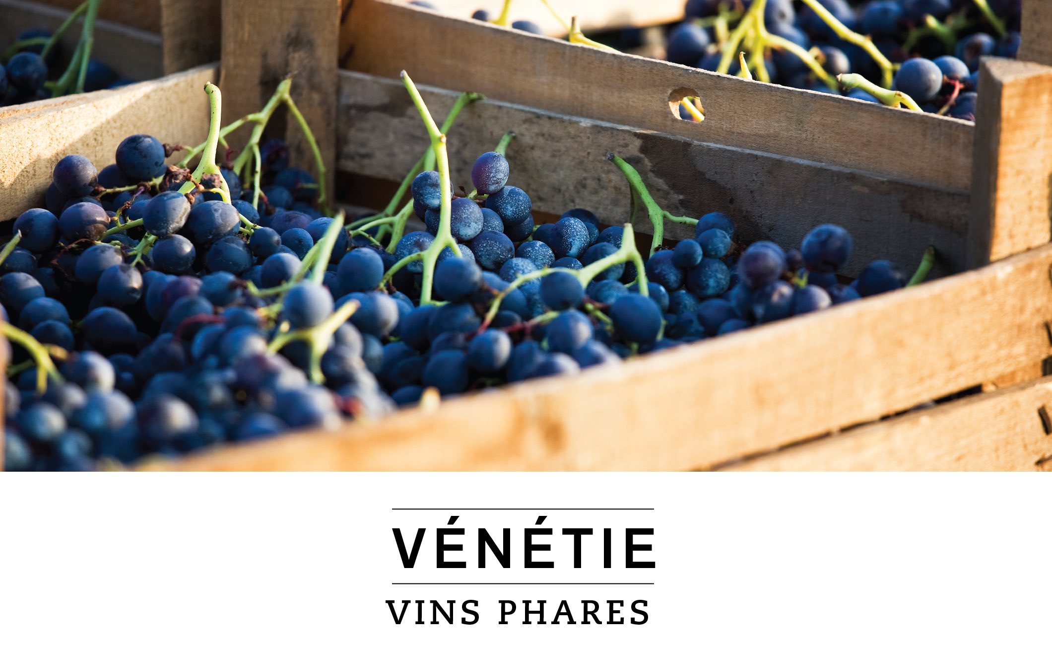 VÉNÉTIE VINS PHARES