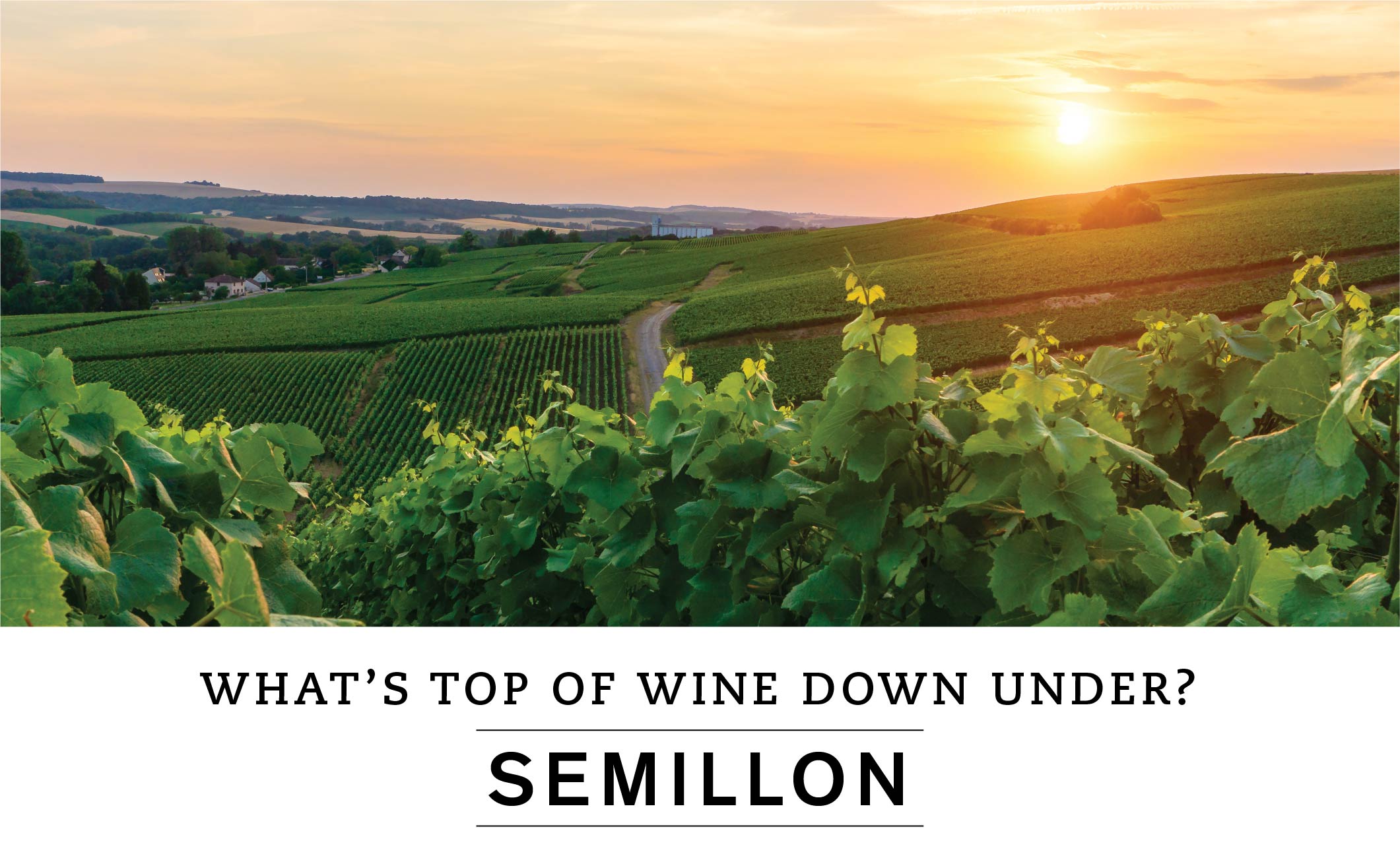 WHAT'S TOP OF WINE DOWN UNDER? SEMILLON