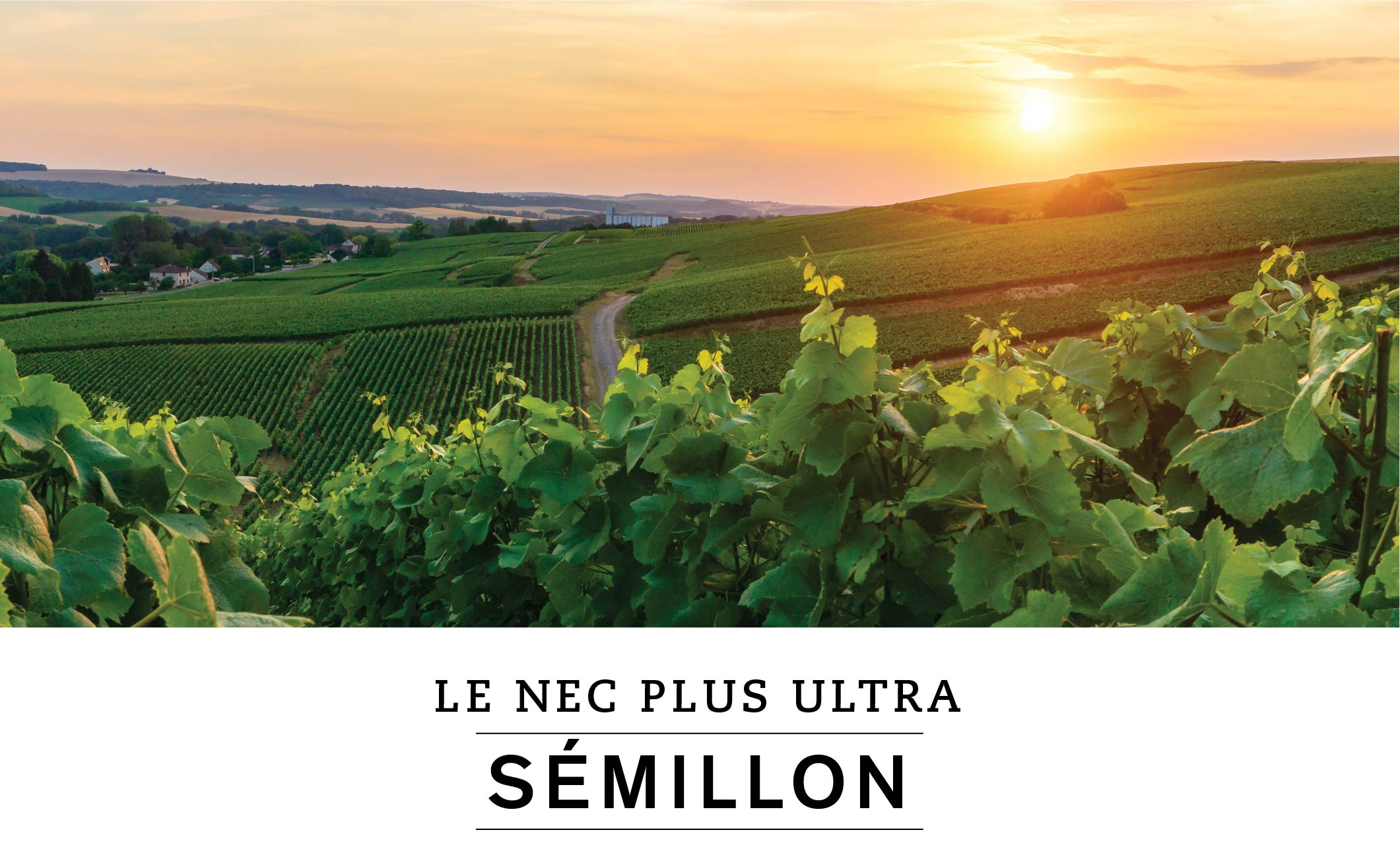 LE NEC PLUS ULTRA : SÉMILLON