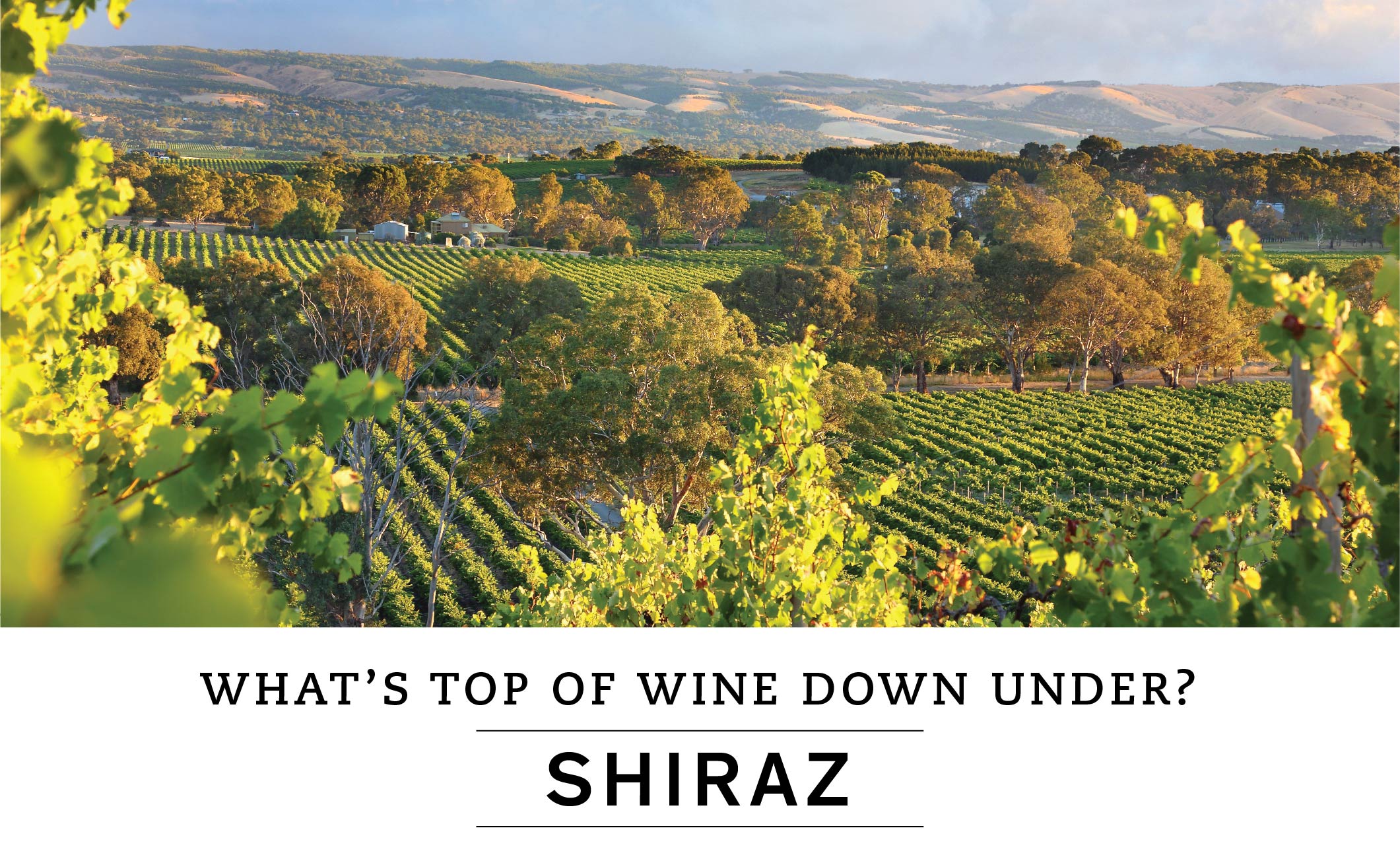 WHAT'S TOP OF WINE DOWN UNDER? SHIRAZ