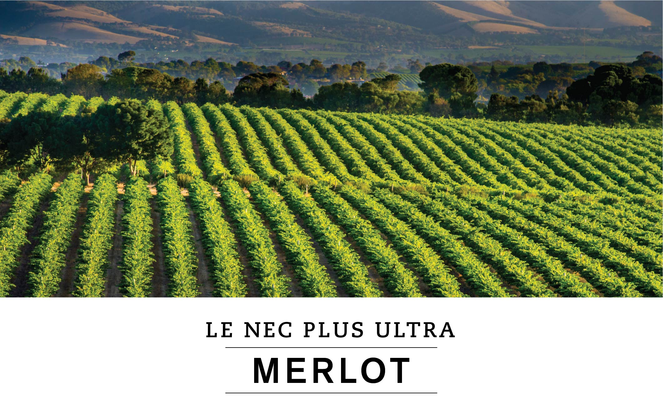 LE NEC PLUS ULTRA : MERLOT