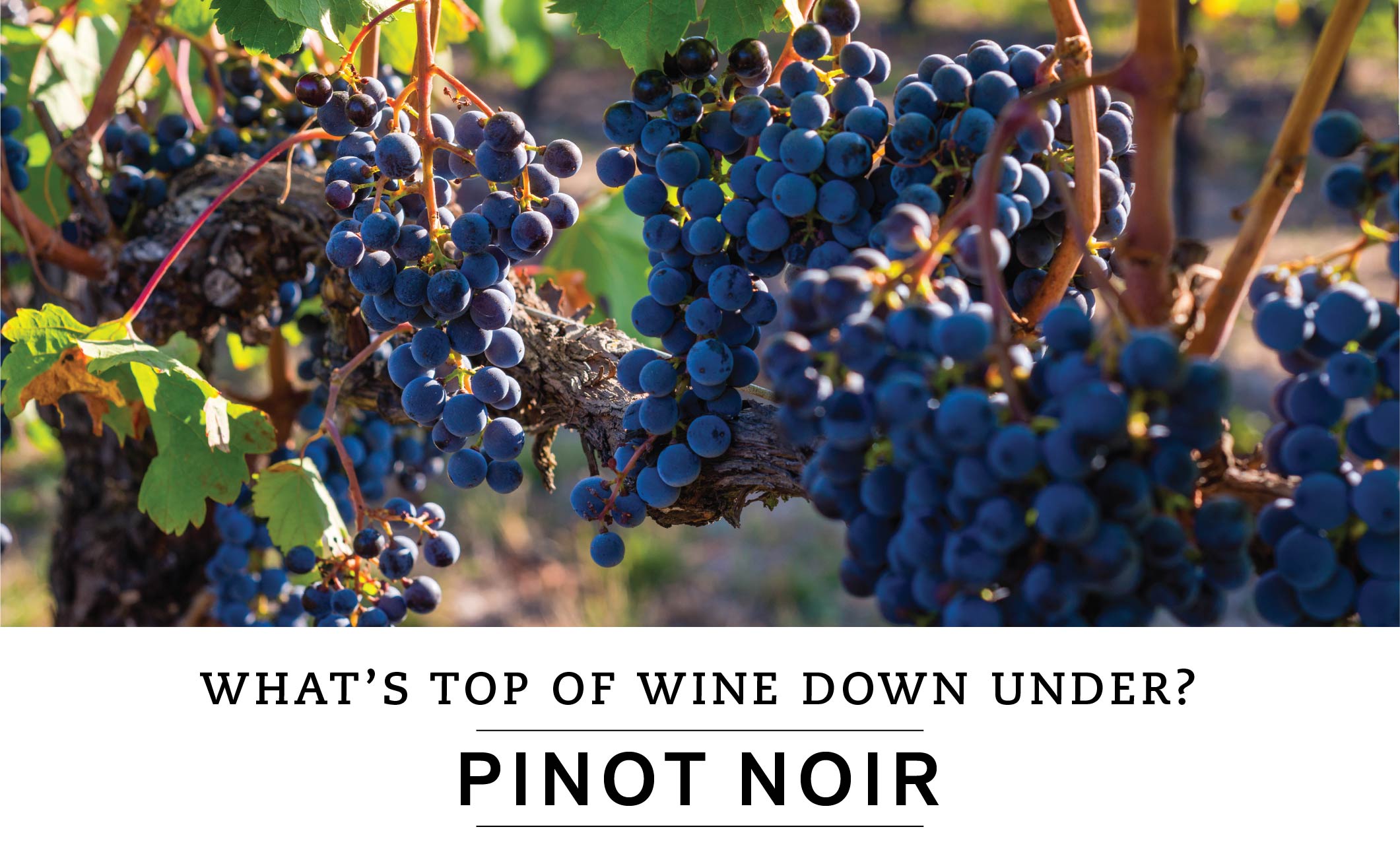 WHAT'S TOP OF WINE DOWN UNDER? PINOT NOIR