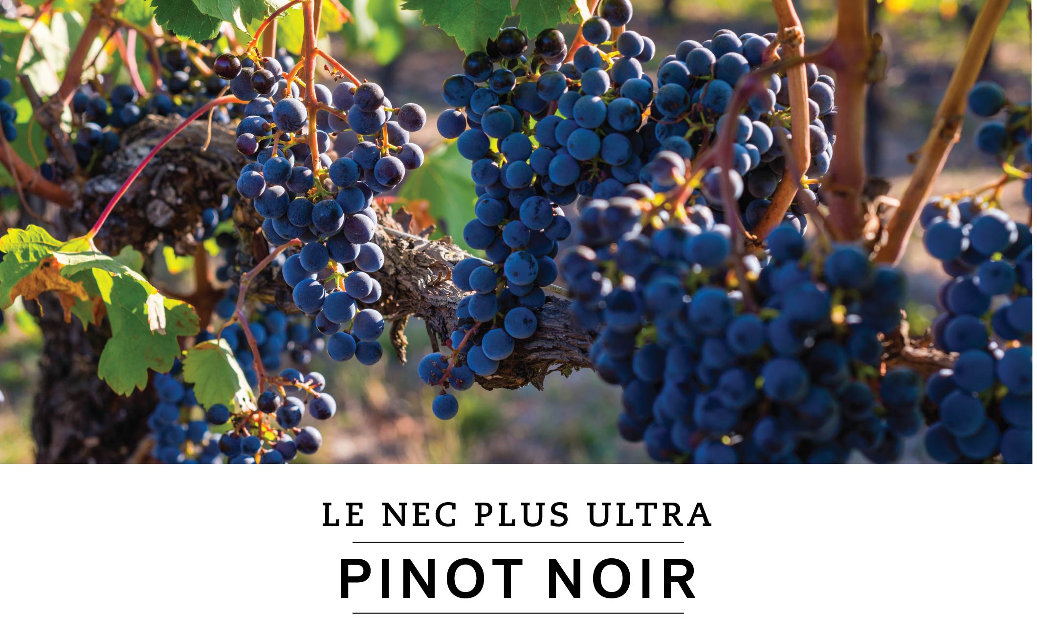 LE NEC PLUS ULTRA : PINOT NOIR