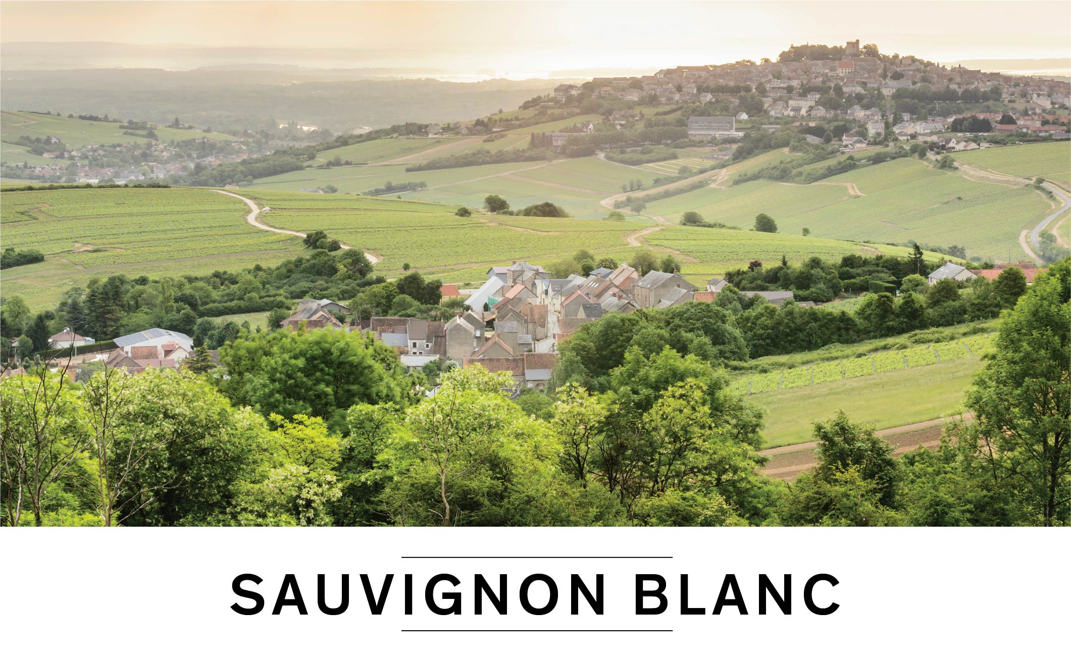 Sauvignon Blanc