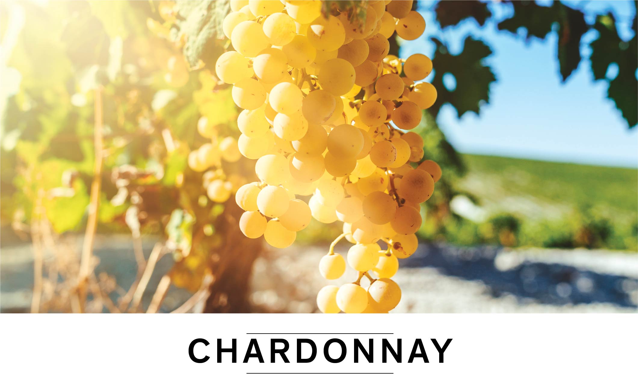 Chardonnay