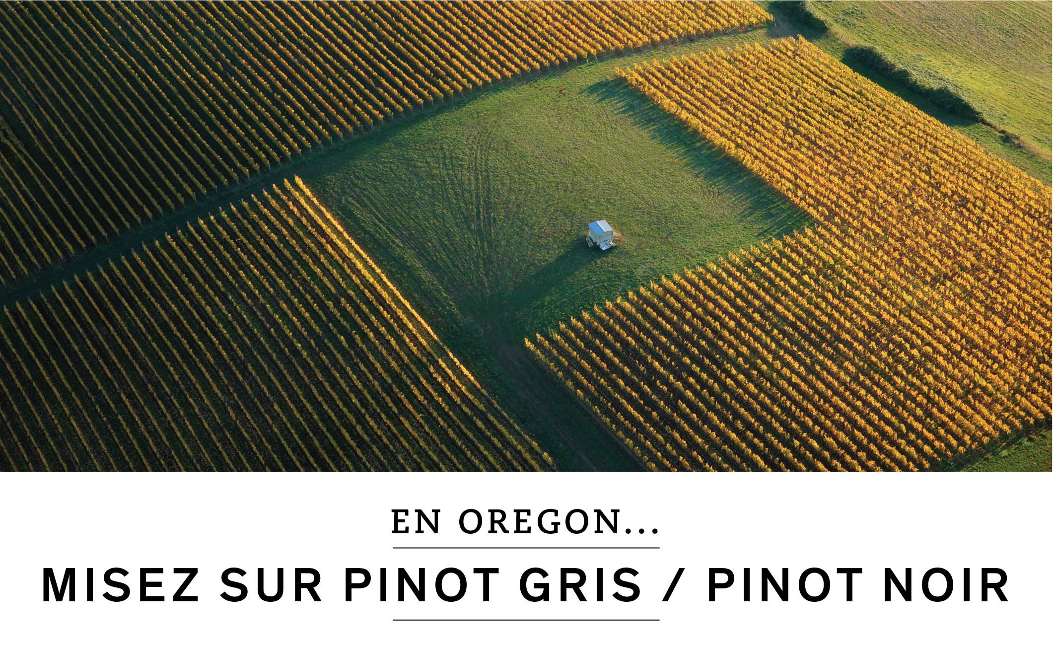 En Oregon, misez sur pinot gris ou pinot noir.