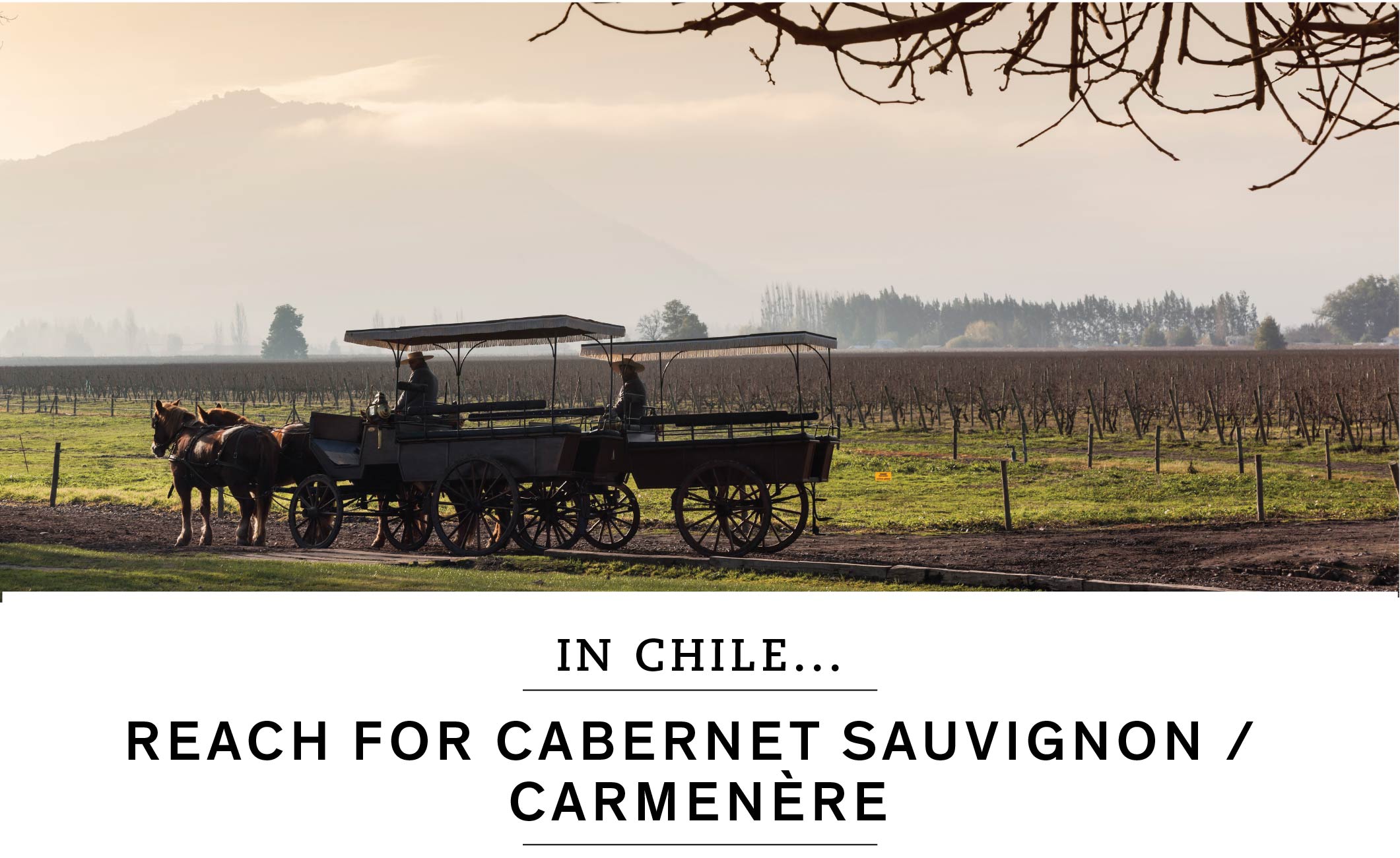 In Chile, reach for Cabernet Sauvignon or Carmenère.