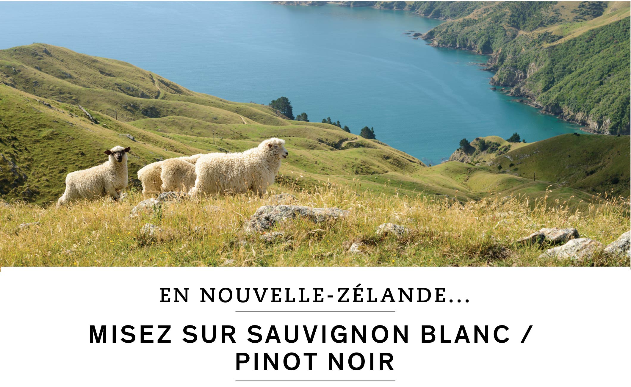 En Nouvelle-Zélande, misez sur sauvignon blanc ou pinot noir.