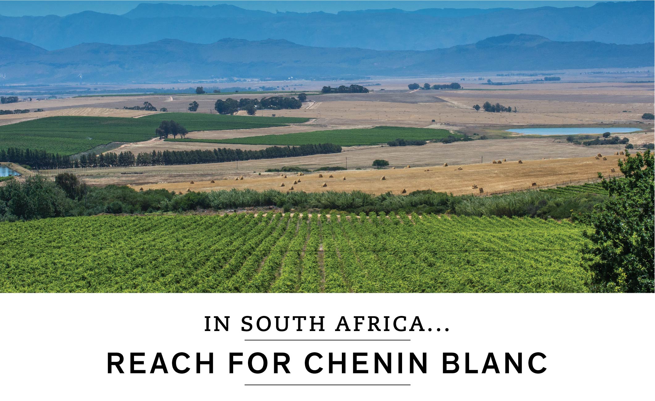 In South Africa, reach for Chenin Blanc.