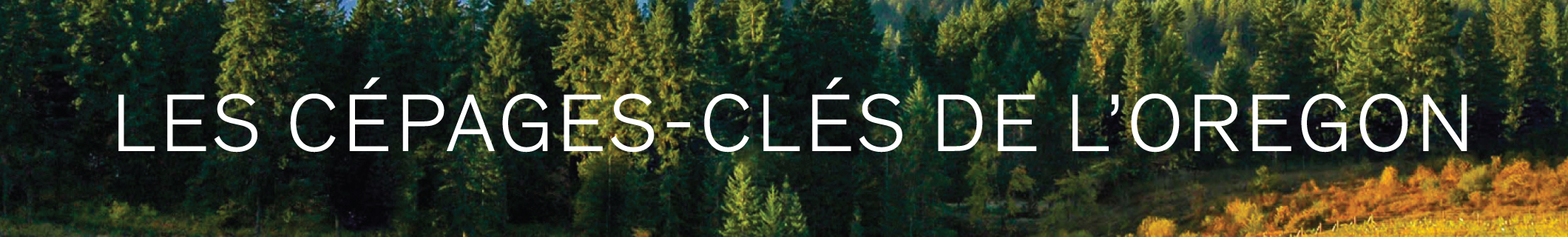 Les cépages-clés de l’Oregon